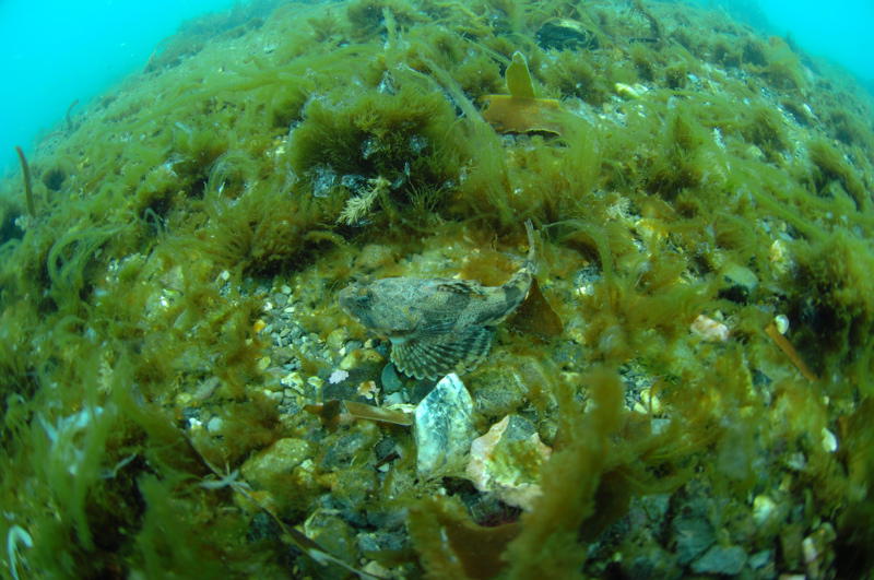 Skorpienfisch (Bild von Shaowen Li)